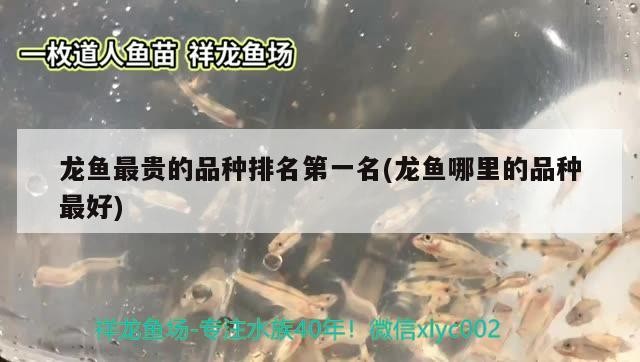 魚(yú)缸水泵什么牌子好創(chuàng)寧水泵哪個(gè)牌子好創(chuàng)寧水泵哪個(gè)好，什么品牌的魚(yú)缸水泵靜音？