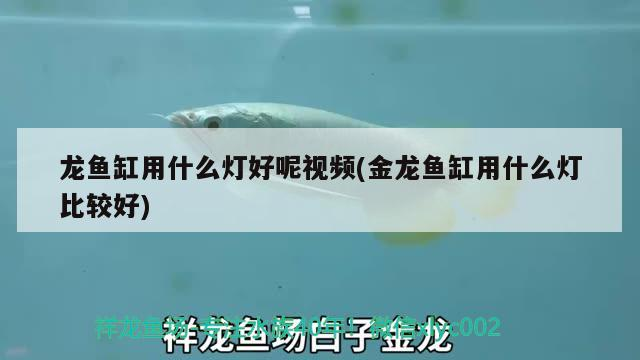 銀龍魚一般喂什么魚料最好呢(銀龍魚吃啥餌料) 銀龍魚一般喂什么魚料最好呢(銀龍魚吃啥餌料) 銀龍魚百科 第2張