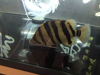 印尼虎發黑：印尼虎魚為什么會發黑？ 印尼虎發黑：印尼虎魚為什么會發黑？ 虎魚百科 第3張