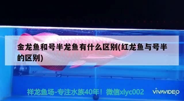 紅龍魚與號半的區別：紅龍魚與號半魚的區別