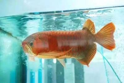大型魚缸魚死了用弄出耒嗎 大型魚缸魚死了用弄出耒嗎 魚缸百科 第1張