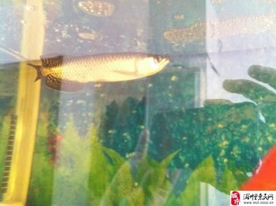 大型魚缸魚死了用弄出耒嗎 大型魚缸魚死了用弄出耒嗎 魚缸百科 第3張