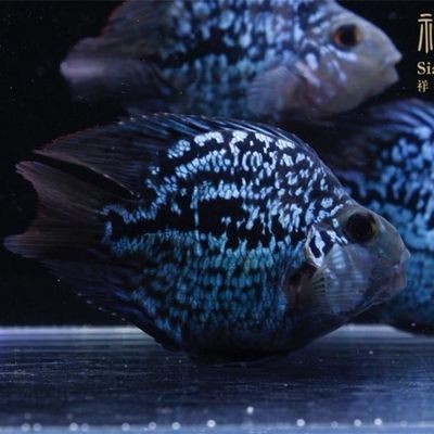 蘭州龍魚(yú)vs祥龍魚(yú)場(chǎng)（蘭州龍魚(yú)祥龍魚(yú)場(chǎng)）