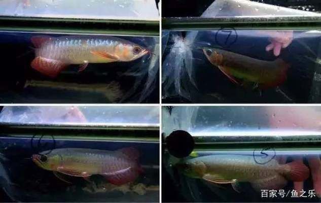 怎么分辨紅龍魚(yú)的好壞圖解:如何分辨紅龍魚(yú)的好壞 紅龍魚(yú)百科 第4張 怎么分辨紅龍魚(yú)的好壞圖解:如何分辨紅龍魚(yú)的好壞 怎么分辨紅龍魚(yú)的好壞圖解:如何分辨紅龍魚(yú)的好壞 紅龍魚(yú)百科 第4張