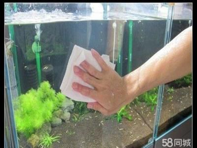 大型魚缸清理方法：大型魚缸如何清理？