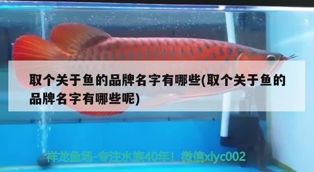 取個關于魚的品牌名字有哪些(取個關于魚的品牌名字有哪些呢) 取個關于魚的品牌名字有哪些(取個關于魚的品牌名字有哪些呢) 金龍魚百科
