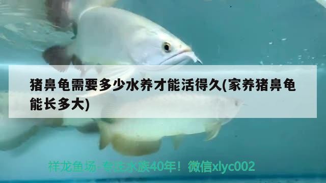 豬鼻龜需要多少水養(yǎng)才能活得久(家養(yǎng)豬鼻龜能長多大) 豬鼻龜需要多少水養(yǎng)才能活得久(家養(yǎng)豬鼻龜能長多大) 豬鼻龜百科