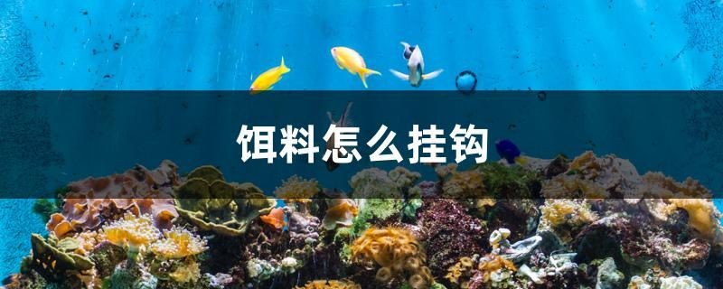 餌料怎么掛鉤