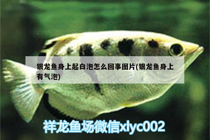銀龍魚身上起白泡怎么回事圖片(銀龍魚身上有氣泡) 銀龍魚身上起白泡怎么回事圖片(銀龍魚身上有氣泡) 銀龍魚百科