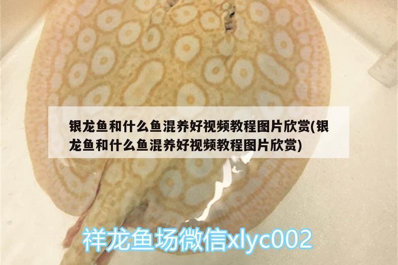 銀龍魚和什么魚混養好視頻教程圖片欣賞(銀龍魚和什么魚混養好視頻教程圖片欣賞)