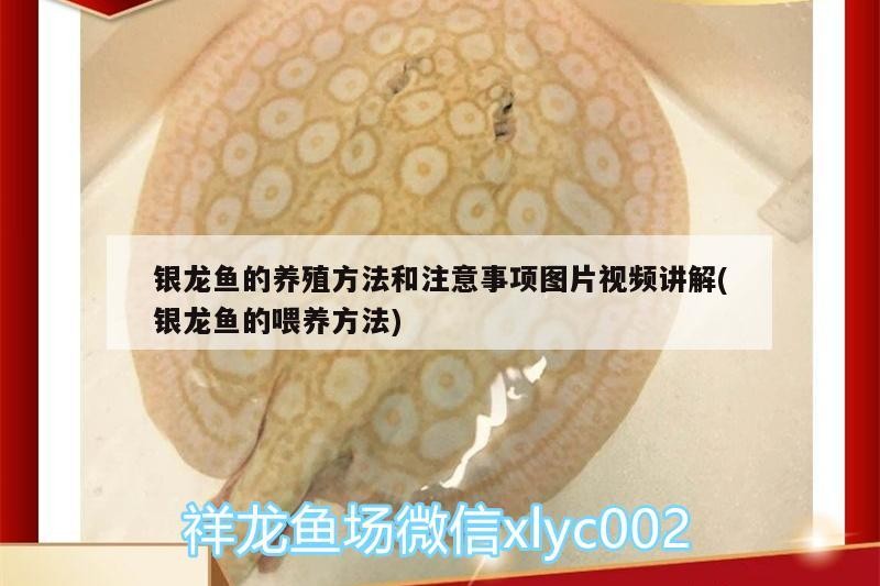 銀龍魚的養(yǎng)殖方法和注意事項(xiàng)圖片視頻講解(銀龍魚的喂養(yǎng)方法) 銀龍魚的養(yǎng)殖方法和注意事項(xiàng)圖片視頻講解(銀龍魚的喂養(yǎng)方法) 銀龍魚百科