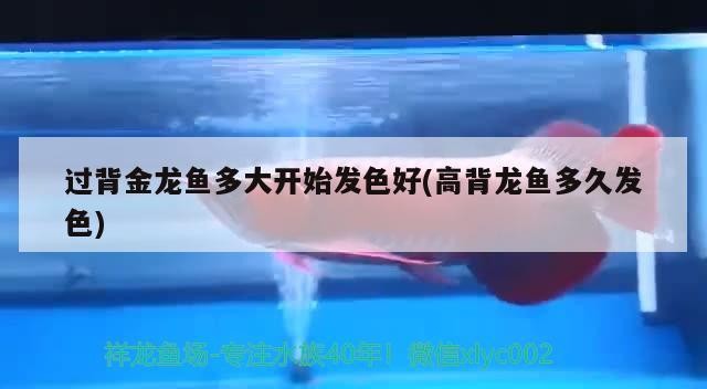 過(guò)背金龍魚(yú)多大開(kāi)始發(fā)色好(高背龍魚(yú)多久發(fā)色)