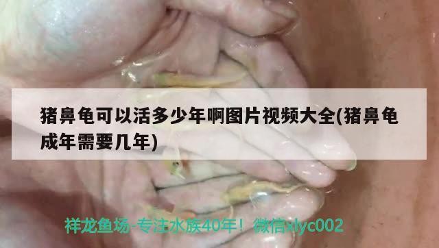 豬鼻龜可以活多少年啊圖片視頻大全(豬鼻龜成年需要幾年) 豬鼻龜可以活多少年啊圖片視頻大全(豬鼻龜成年需要幾年) 豬鼻龜百科