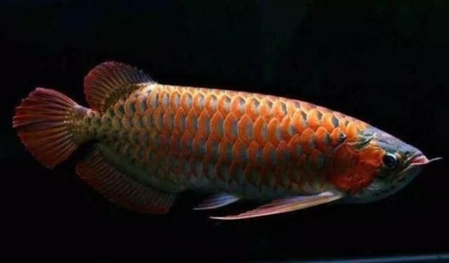 紅龍魚在哪釣：《天刀》探索神秘的釣點：紅龍魚的釣魚之旅