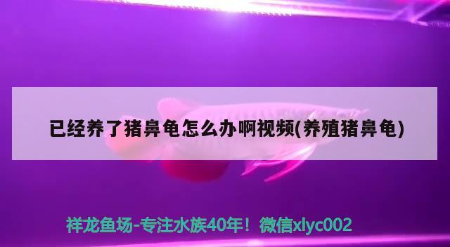 已經養了豬鼻龜怎么辦啊視頻(養殖豬鼻龜) 已經養了豬鼻龜怎么辦啊視頻(養殖豬鼻龜) 豬鼻龜百科