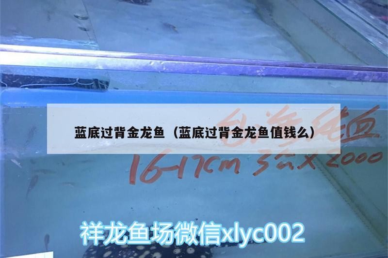 藍底過背金龍魚（藍底過背金龍魚值錢么）