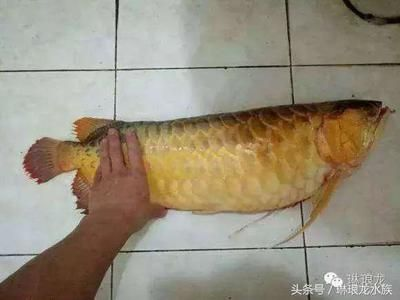 紅龍魚吃什么長的快又好養：關于紅龍魚的飲食建議 紅龍魚吃什么長的快又好養：關于紅龍魚的飲食建議 紅龍魚百科 第4張