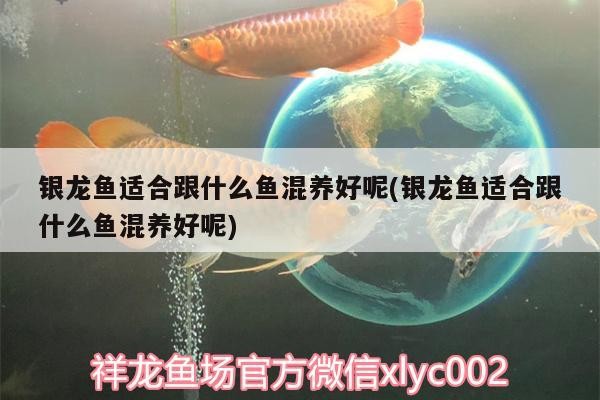 銀龍魚適合跟什么魚混養(yǎng)好呢(銀龍魚適合跟什么魚混養(yǎng)好呢)