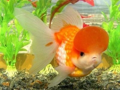 大型錦鯉魚缸推薦品種：大型錦鯉魚缸的錦鯉品種