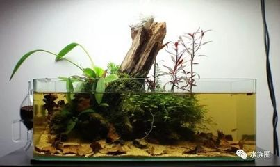 白沙魚缸造景：如何選擇適合魚缸造景的白沙