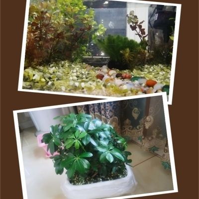 白沙魚缸造景：如何選擇適合魚缸造景的白沙