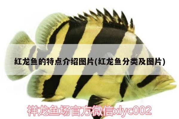 天寧區(qū)茶山草葉水族觀賞魚店