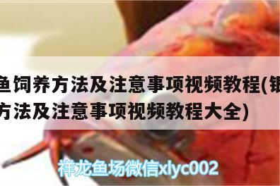 銀龍魚(yú)飼養(yǎng)方法及注意事項(xiàng)視頻教程(銀龍魚(yú)飼養(yǎng)方法及注意事項(xiàng)視頻教程大全)