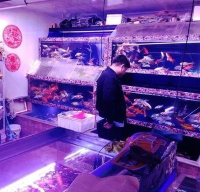 魚市常見觀賞魚:魚市中常見的幾種觀賞魚 魟魚百科 第1張 魚市常見觀賞魚:魚市中常見的幾種觀賞魚 魚市常見觀賞魚:魚市中常見的幾種觀賞魚 魟魚百科 第1張