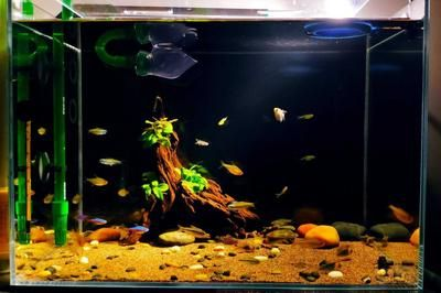 魚市常見觀賞魚:魚市中常見的幾種觀賞魚 魟魚百科 第2張 魚市常見觀賞魚:魚市中常見的幾種觀賞魚 魚市常見觀賞魚:魚市中常見的幾種觀賞魚 魟魚百科 第2張
