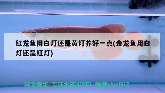 紅龍魚用白燈還是黃燈養(yǎng)好一點(金龍魚用白燈還是紅燈) 紅龍魚用白燈還是黃燈養(yǎng)好一點(金龍魚用白燈還是紅燈) 魟魚百科