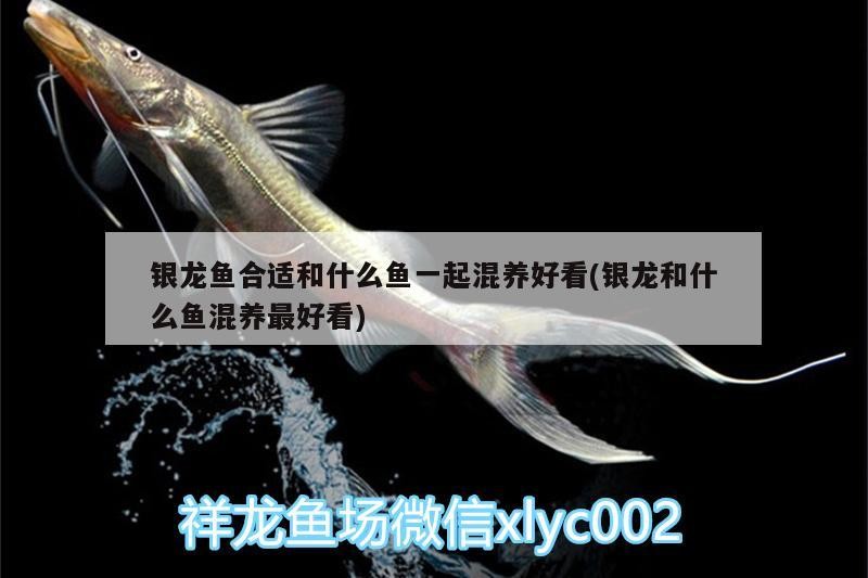 銀龍魚合適和什么魚一起混養好看(銀龍和什么魚混養最好看)