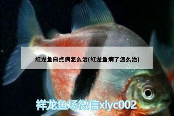 紅龍魚白點病:紅龍魚白點病的治療方法 紅龍魚百科 第1張 紅龍魚白點病:紅龍魚白點病的治療方法 紅龍魚白點病:紅龍魚白點病的治療方法 紅龍魚百科 第1張