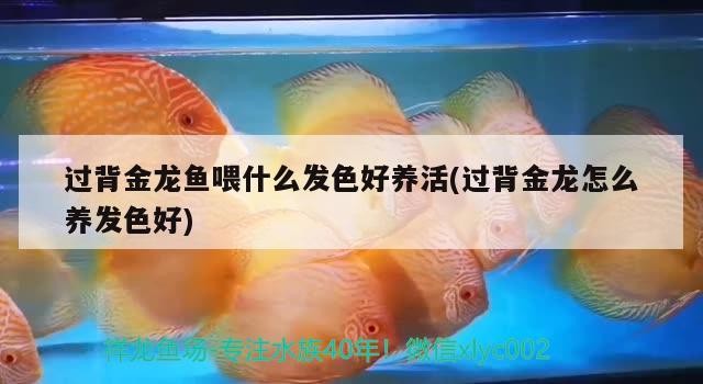 過背金龍魚喂什么發色好養活(過背金龍怎么養發色好)