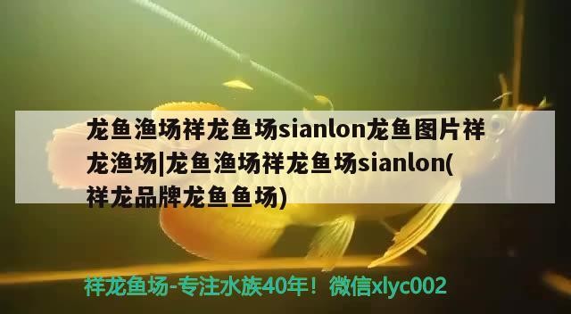 紅龍魚糧 龍魚漁場祥龍魚場sianlon龍魚圖片祥龍漁場|龍魚漁場祥龍魚場sianlon(祥龍品牌龍魚魚場) 魚缸百科 龍魚漁場祥龍魚場sianlon龍魚圖片祥龍漁場|龍魚漁場祥龍魚場sianlon(祥龍品牌龍魚魚場) 龍魚漁場祥龍魚場sianlon龍魚圖片祥龍漁場|龍魚漁場祥龍魚場sianlon(祥龍品牌龍魚魚場) 魚缸百科