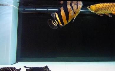 虎魚全身發黑怎么辦：虎魚全身發黑怎么辦虎魚全身發黑可能是患上了黑斑病 虎魚全身發黑怎么辦：虎魚全身發黑怎么辦虎魚全身發黑可能是患上了黑斑病 虎魚百科 第2張