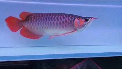 紅龍魚挑選標(biāo)準(zhǔn)是什么意思啊：如何辨別紅龍魚健康狀況 紅龍魚挑選標(biāo)準(zhǔn)是什么意思啊：如何辨別紅龍魚健康狀況 紅龍魚百科 第4張