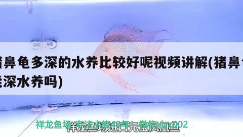 豬鼻龜多深的水養比較好呢視頻講解(豬鼻龜能深水養嗎)