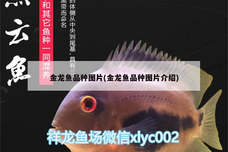 金龍魚品種圖片(金龍魚品種圖片介紹) 金龍魚品種圖片(金龍魚品種圖片介紹) 金龍魚百科