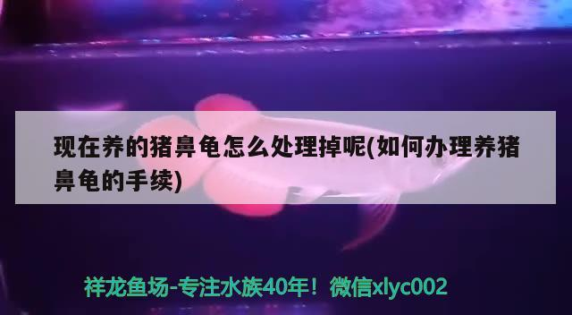 紅龍魚(yú)用黃燈烤有用嗎 現(xiàn)在養(yǎng)的豬鼻龜怎么處理掉呢(如何辦理養(yǎng)豬鼻龜?shù)氖掷m(xù)) 豬鼻龜百科 現(xiàn)在養(yǎng)的豬鼻龜怎么處理掉呢(如何辦理養(yǎng)豬鼻龜?shù)氖掷m(xù)) 現(xiàn)在養(yǎng)的豬鼻龜怎么處理掉呢(如何辦理養(yǎng)豬鼻龜?shù)氖掷m(xù)) 豬鼻龜百科