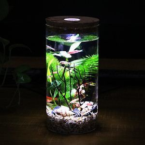 不需要打理的魚缸魚：不需要打理的魚缸 不需要打理的魚缸魚：不需要打理的魚缸 魚缸百科 第4張