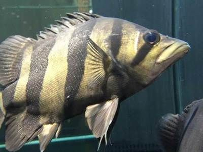虎魚紋路怎么看品相圖解:虎魚的紋路怎么看品相圖解 虎魚百科 第2張 虎魚紋路怎么看品相圖解:虎魚的紋路怎么看品相圖解 虎魚紋路怎么看品相圖解:虎魚的紋路怎么看品相圖解 虎魚百科 第2張