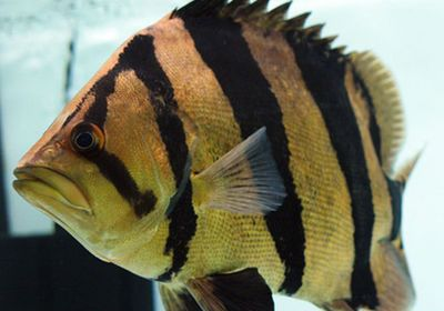 虎魚紋路怎么看品相圖解：虎魚的紋路怎么看品相圖解 虎魚紋路怎么看品相圖解：虎魚的紋路怎么看品相圖解 虎魚百科 第3張