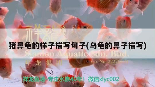 魚缸 豬鼻龜的樣子描寫句子(烏龜的鼻子描寫) 豬鼻龜百科 豬鼻龜的樣子描寫句子(烏龜的鼻子描寫) 豬鼻龜的樣子描寫句子(烏龜的鼻子描寫) 豬鼻龜百科