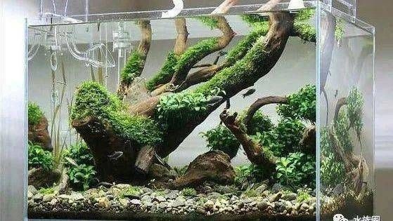 財(cái)神魚魚缸造景效果圖：財(cái)神魚魚缸造景注意事項(xiàng)水草魚缸造景的注意事項(xiàng)