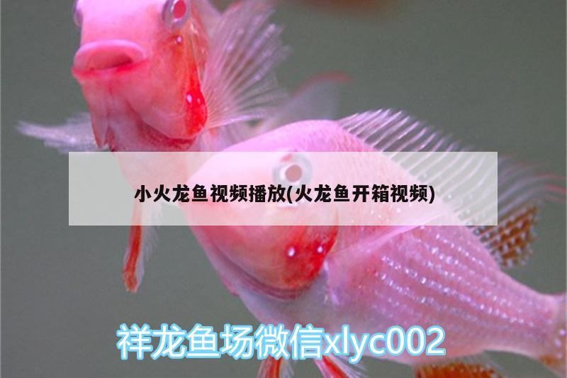 小火龍魚視頻播放(火龍魚開箱視頻)