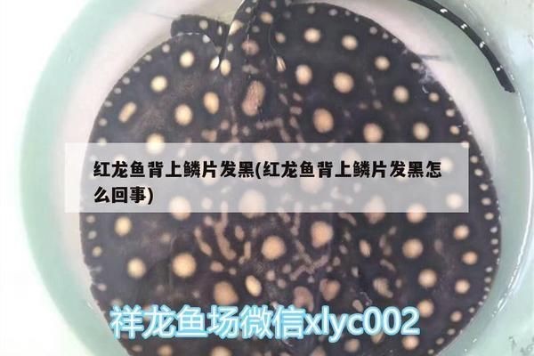 紅龍魚背部怎么發黑:紅龍魚背部發黑可能是由多種因素引起的 紅龍魚百科 第1張 紅龍魚背部怎么發黑:紅龍魚背部發黑可能是由多種因素引起的 紅龍魚背部怎么發黑:紅龍魚背部發黑可能是由多種因素引起的 紅龍魚百科 第1張