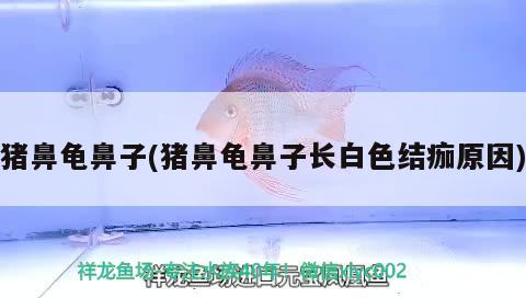 豬鼻龜鼻子(豬鼻龜鼻子長白色結痂原因)