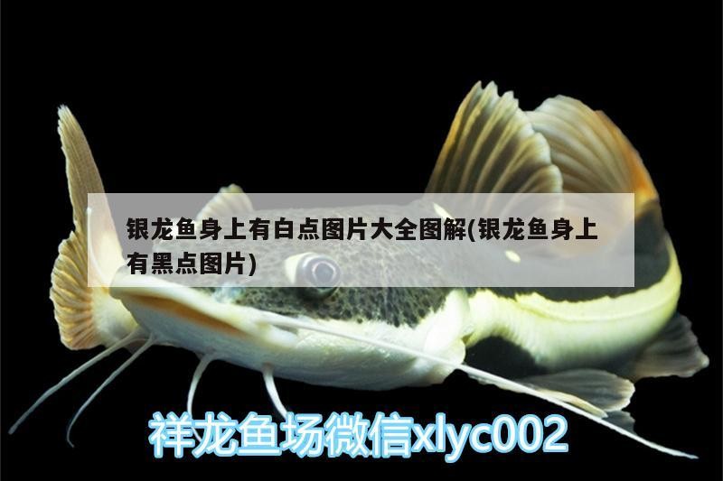魚缸用增氧泵價格是多少:魚缸增氧機-xtrac增氧機-xtrac增氧機 銀龍魚身上有白點圖片大全圖解(銀龍魚身上有黑點圖片) 銀龍魚百科 銀龍魚身上有白點圖片大全圖解(銀龍魚身上有黑點圖片) 銀龍魚身上有白點圖片大全圖解(銀龍魚身上有黑點圖片) 銀龍魚百科