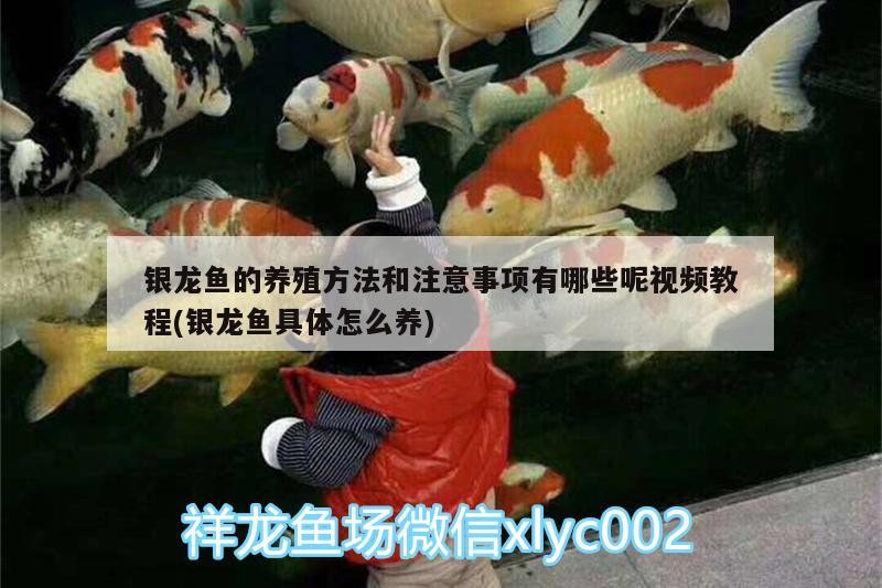 銀龍魚的養殖方法和注意事項有哪些呢視頻教程(銀龍魚具體怎么養)