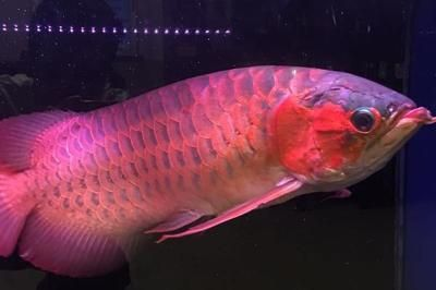 紅龍魚發(fā)色訣竅是什么：探索紅龍魚的發(fā)色藝術或自然光照射魚缸，紅龍魚發(fā)色的詳細訣竅